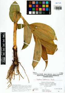 Veratrum lobelianum Bernh., Siberia, Baikal & Transbaikal region (S4) (Russia)