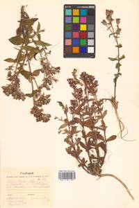 Silene olgae (Maxim.) Rohrb., Siberia, Russian Far East (S6) (Russia)