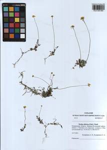 Draba sibirica (Pall.) Thell., Siberia, Altai & Sayany Mountains (S2) (Russia)