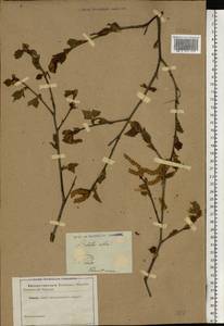 Betula pubescens Ehrh., Eastern Europe, North-Western region (E2) (Russia)