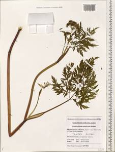 Conioselinum tataricum Hoffm., Eastern Europe, Northern region (E1) (Russia)