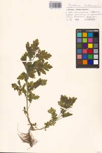 Tanacetum parthenium (L.) Sch. Bip., Eastern Europe, Moscow region (E4a) (Russia)