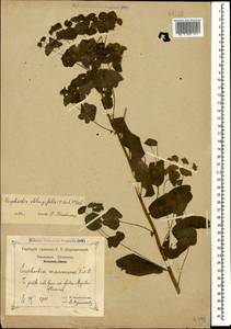 Euphorbia oblongifolia (K.Koch) K.Koch, Caucasus, Krasnodar Krai & Adygea (K1a) (Russia)