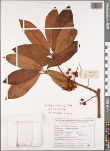 Embelia undulata var. subcoriacea C. B. Clarke, South Asia, South Asia (Asia outside ex-Soviet states and Mongolia) (ASIA) (Vietnam)