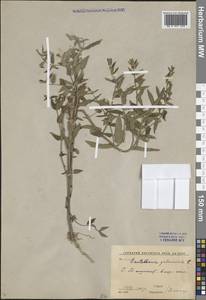 Scutellaria galericulata L., Middle Asia, Syr-Darian deserts & Kyzylkum (M7) (Uzbekistan)