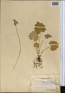 Primula matthioli subsp. turkestanica (Losinsk.) Kovt., Middle Asia, Western Tian Shan & Karatau (M3) (Kazakhstan)