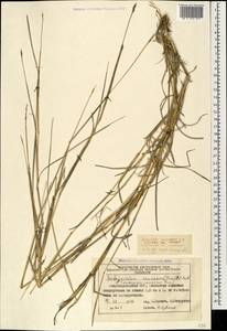 Bothriochloa bladhii (Retz.) S.T.Blake, Caucasus, Azerbaijan (K6) (Azerbaijan)