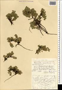 Potentilla acaulis L., Mongolia (MONG) (Mongolia)