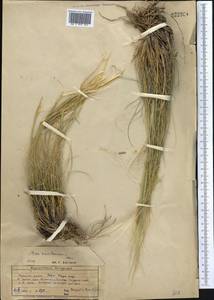 Stipa karataviensis Roshev., Middle Asia, Western Tian Shan & Karatau (M3) (Kazakhstan)