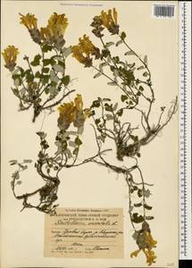 Scutellaria orientalis L., Caucasus, South Ossetia (K4b) (South Ossetia)