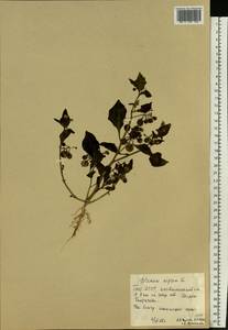 Solanum nigrum L., Eastern Europe, Eastern region (E10) (Russia)