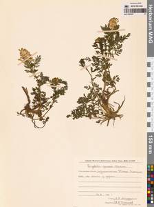 Corydalis speciosa Maxim., Siberia, Russian Far East (S6) (Russia)