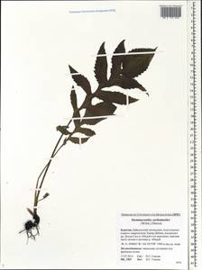 Rhaponticum carthamoides subsp. carthamoides, Siberia, Baikal & Transbaikal region (S4) (Russia)