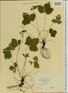 Fragaria vesca L., Eastern Europe, South Ukrainian region (E12) (Ukraine)