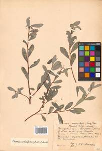 Chosenia arbutifolia (Pall.) A. K. Skvortsov, Siberia, Russian Far East (S6) (Russia)