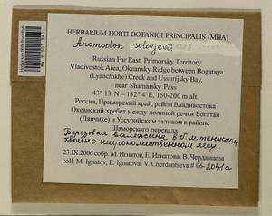 Anomodon solovjovii Laz., Bryophytes, Bryophytes - Russian Far East (excl. Chukotka & Kamchatka) (B20) (Russia)