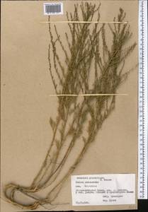 Artemisia glanduligera Krasch. ex Poljakov, Middle Asia, Pamir & Pamiro-Alai (M2) (Tajikistan)
