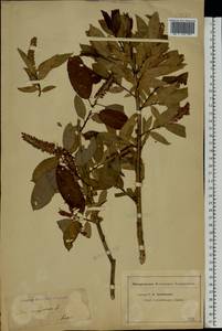 Salix triandra L., Eastern Europe, Middle Volga region (E8) (Russia)