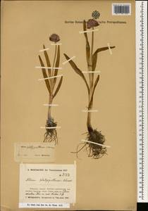 Allium platyspathum Schrenk, South Asia, South Asia (Asia outside ex-Soviet states and Mongolia) (ASIA) (China)