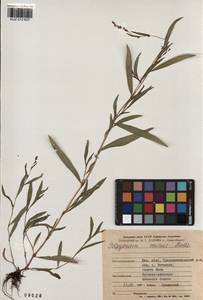 Persicaria minor (Huds.) Opiz, Siberia, Altai & Sayany Mountains (S2) (Russia)