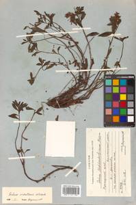 Phedimus sichotensis (Vorosch.) 't Hart, Siberia, Russian Far East (S6) (Russia)