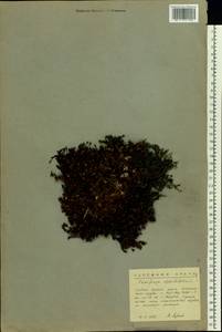 Saxifraga oppositifolia L., Eastern Europe, Northern region (E1) (Russia)