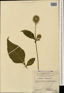 Dipsacus strigosus Willd., Caucasus, Azerbaijan (K6) (Azerbaijan)