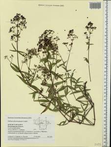 Galium rubioides L., Eastern Europe, Central region (E4) (Russia)
