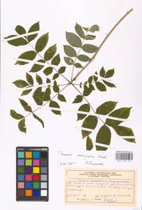 Fraxinus pennsylvanica Marshall, Eastern Europe, Moscow region (E4a) (Russia)