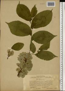 Ulmus glabra Huds., Eastern Europe, South Ukrainian region (E12) (Ukraine)