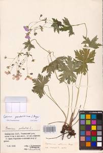 Geranium pseudosibiricum J. Mayer, Eastern Europe, Eastern region (E10) (Russia)