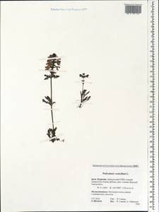 Pedicularis verticillata, Siberia, Baikal & Transbaikal region (S4) (Russia)