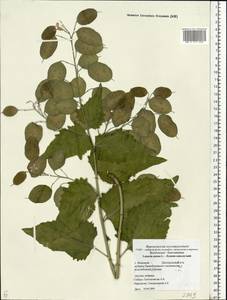 Lunaria annua L., Eastern Europe, Central forest-and-steppe region (E6) (Russia)