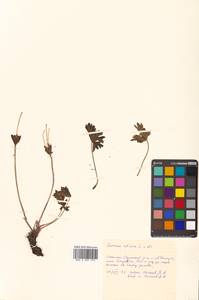 Anemonastrum narcissiflorum subsp. crinitum (Juz.) Raus, Siberia, Russian Far East (S6) (Russia)