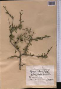 Rhamnus erythroxyloides subsp. sintenisii (Rech. fil.) D.J. Mabberley, Middle Asia, Caspian Ustyurt & Northern Aralia (M8) (Kazakhstan)