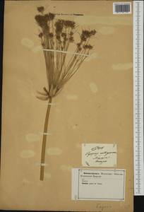 Cyperus papyrus L., Western Europe (EUR) (Italy)
