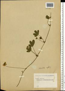 Potentilla reptans L., Eastern Europe, Moscow region (E4a) (Russia)