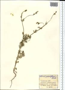Adonis vernalis L., Middle Asia, Pamir & Pamiro-Alai (M2) (Tajikistan)