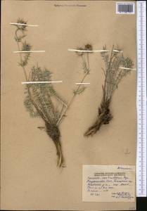 Cousinia verticillaris Bunge, Middle Asia, Pamir & Pamiro-Alai (M2) (Tajikistan)