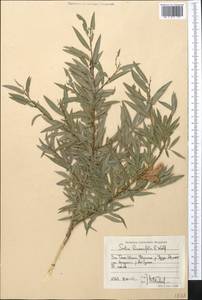 Salix blakii Görz, Middle Asia, Western Tian Shan & Karatau (M3) (Kyrgyzstan)