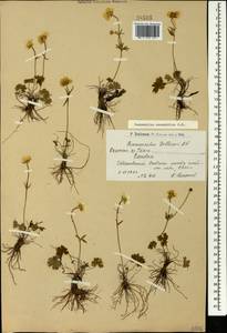 Ranunculus breyninus Crantz, Caucasus, Armenia (K5) (Armenia)