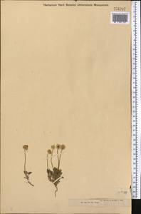 Cancrinia discoidea (Ledeb.) Poljakov ex Tzvelev, Middle Asia, Muyunkumy, Balkhash & Betpak-Dala (M9) (Kazakhstan)
