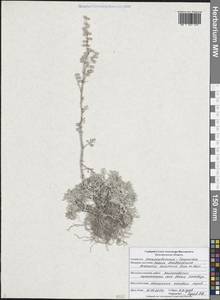 Artemisia hololeuca M.Bieb. ex Besser, Eastern Europe, Central forest-and-steppe region (E6) (Russia)