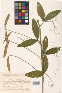 Lathyrus sylvestris L., Eastern Europe, Central region (E4) (Russia)