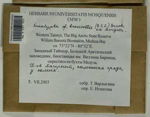 Encalypta brevicolla (Bruch & Schimp.) Ångstr., Bryophytes, Bryophytes - Krasnoyarsk Krai, Tyva & Khakassia (B17) (Russia)