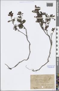 Vaccinium vitis-idaea L., Eastern Europe, Central forest region (E5) (Russia)