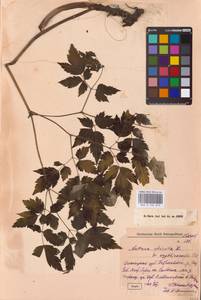 Actaea spicata L., Eastern Europe (no precise locality) (E0)