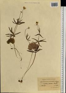 Ranunculus monophyllus Ovcz., Siberia, Chukotka & Kamchatka (S7) (Russia)
