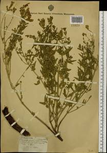 Dracocephalum peregrinum L., Siberia, Central Siberia (S3) (Russia)