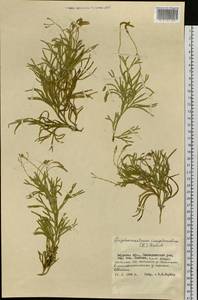 Diphasiastrum complanatum (L.) Holub, Siberia, Russian Far East (S6) (Russia)